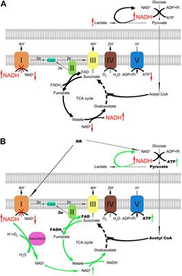 Complex I deficiency in m.3243A>G fibroblasts is alleviated by reducing NADH accumulation